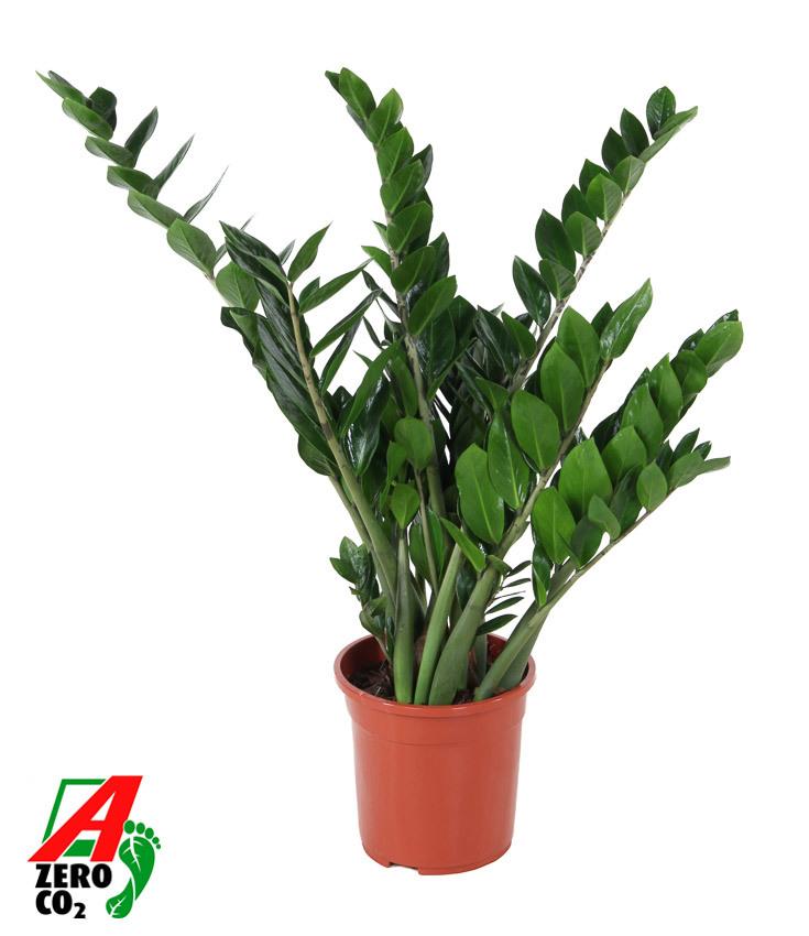 Горшечные цветы и растения оптом Zamioculcas 12+ от 1шт из Голландии с доставкой по России