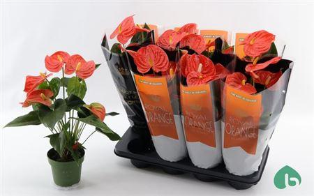 Горшечные цветы и растения оптом Anthu An Florida 5-6++ от 8шт из Голландии с доставкой по России