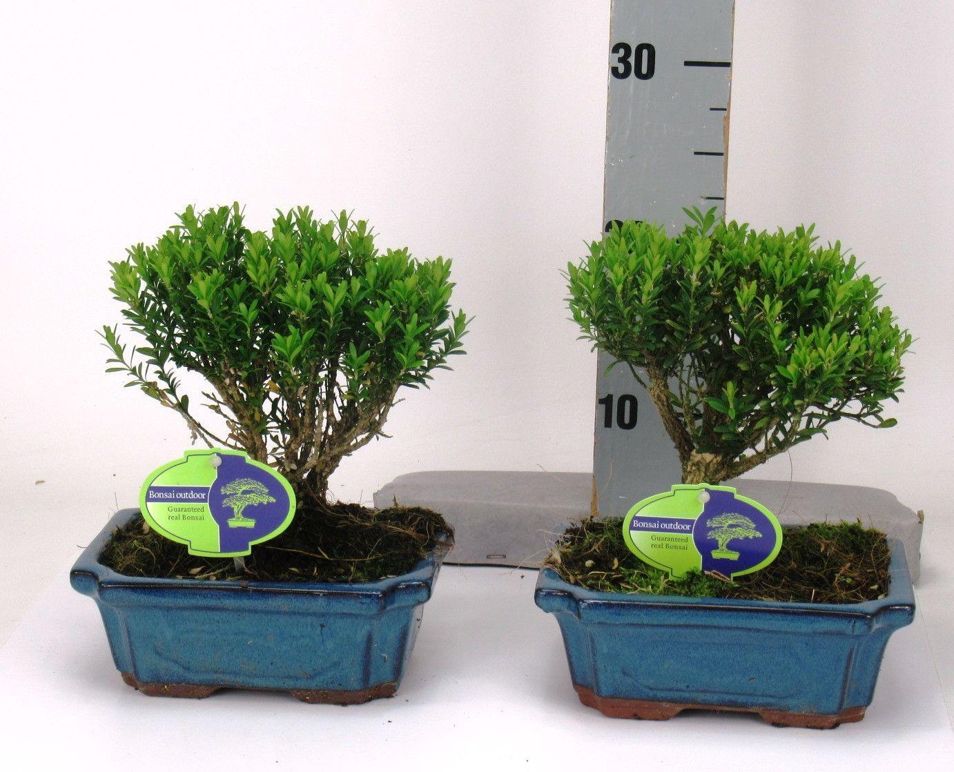 Горшечные цветы и растения оптом Bonsai Buxus Harlandii Broom, Without Driptray от 6шт из Голландии с доставкой по России