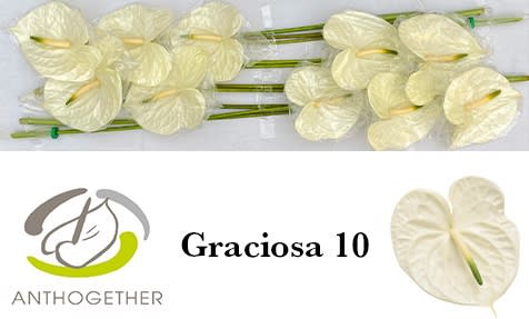 Срезанные цветы оптом Anthurium graciosa от 10шт. из Голландии с доставкой по России
