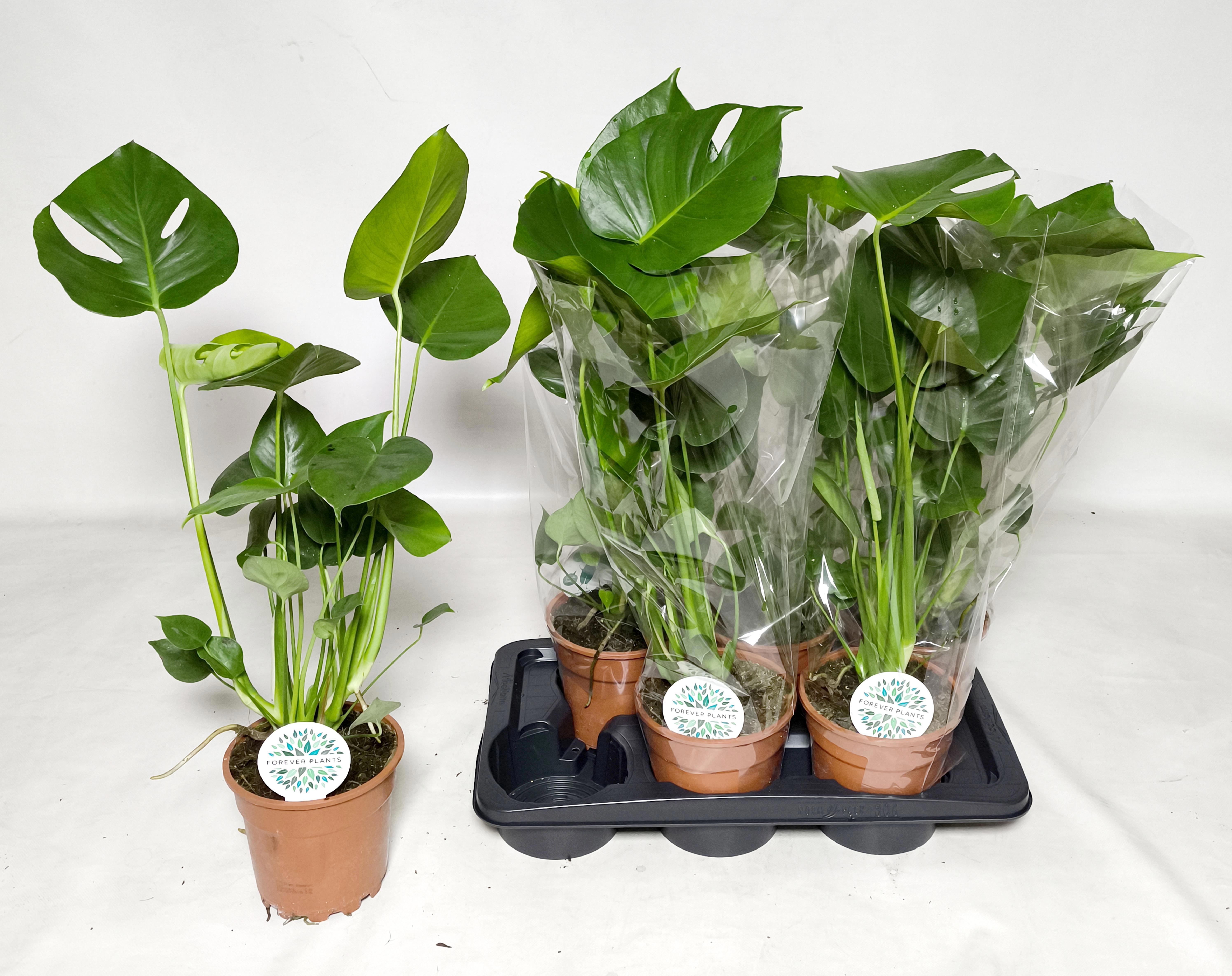 Горшечные цветы и растения оптом Monstera Deliciosa от 6шт из Голландии с доставкой по России