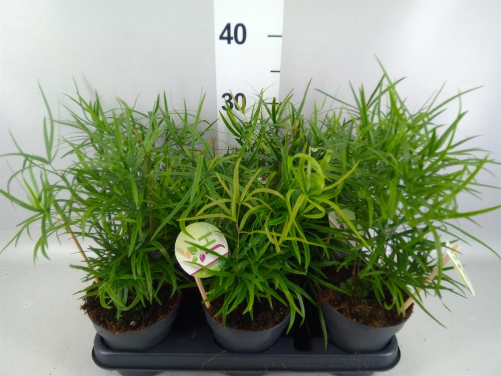 Горшечные цветы и растения оптом Asparagus Falcatus от 8шт из Голландии с доставкой по России