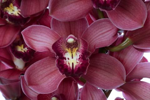 Срезанные цветы оптом Cymbidium red belta от 6шт из Голландии с доставкой по России