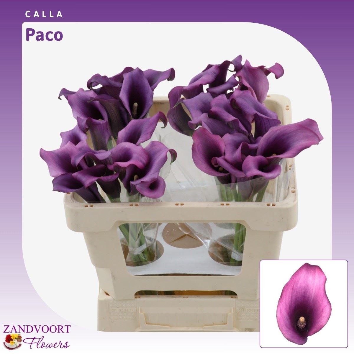Срезанные цветы оптом Zantedeschia paco от 40шт из Голландии с доставкой по России