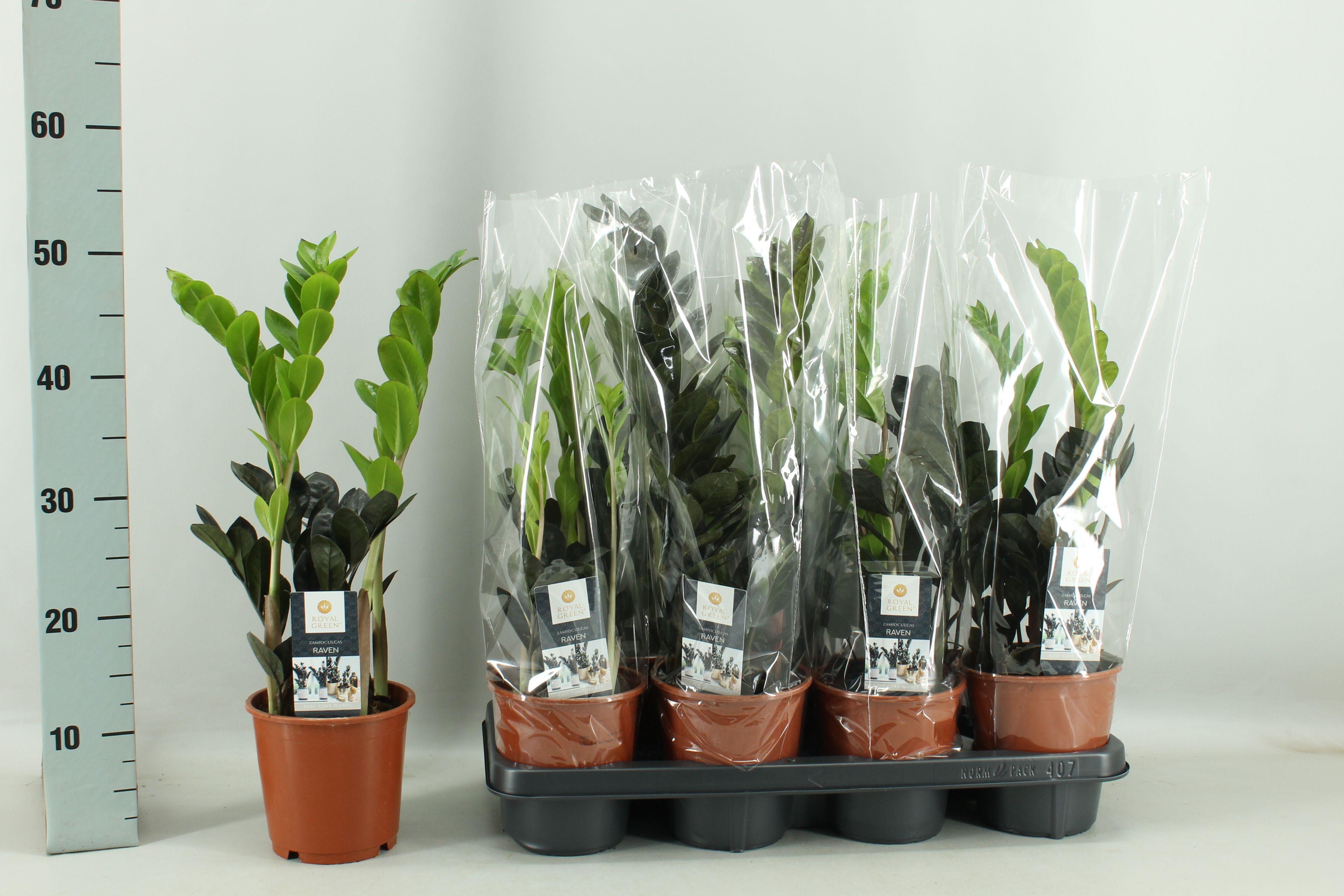 Горшечные цветы и растения оптом Zamio Raven от 7шт из Голландии с доставкой по России