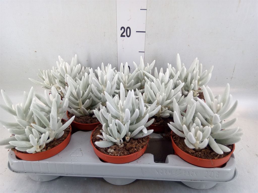 Горшечные цветы и растения оптом Senecio   ... от 8шт из Голландии с доставкой по России