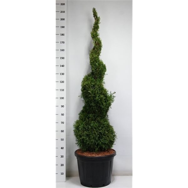 Горшечные цветы и растения оптом Thuja Occ Smaragd Spiral от 1шт из Голландии с доставкой по России