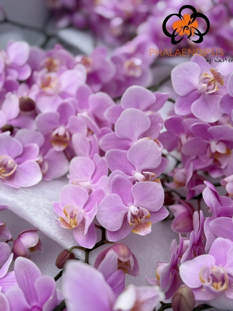 Срезанные цветы оптом Phalaenopsis baby blush (per stem) от 20шт из Голландии с доставкой по России