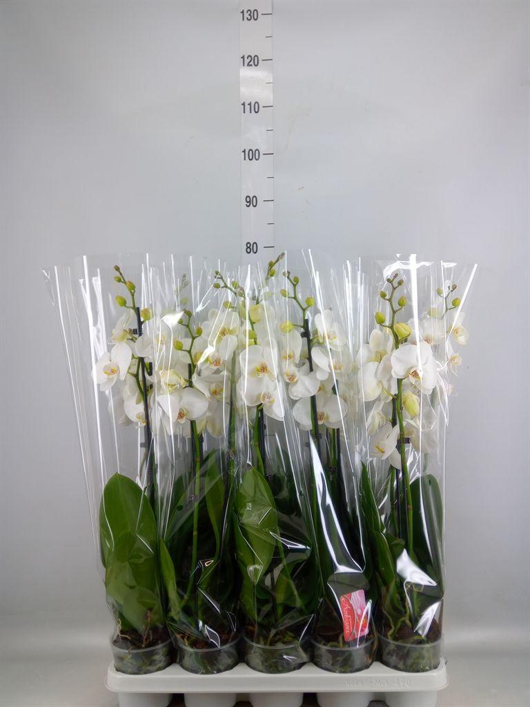 Горшечные цветы и растения оптом Phalaenopsis   ...white от 10шт из Голландии с доставкой по России