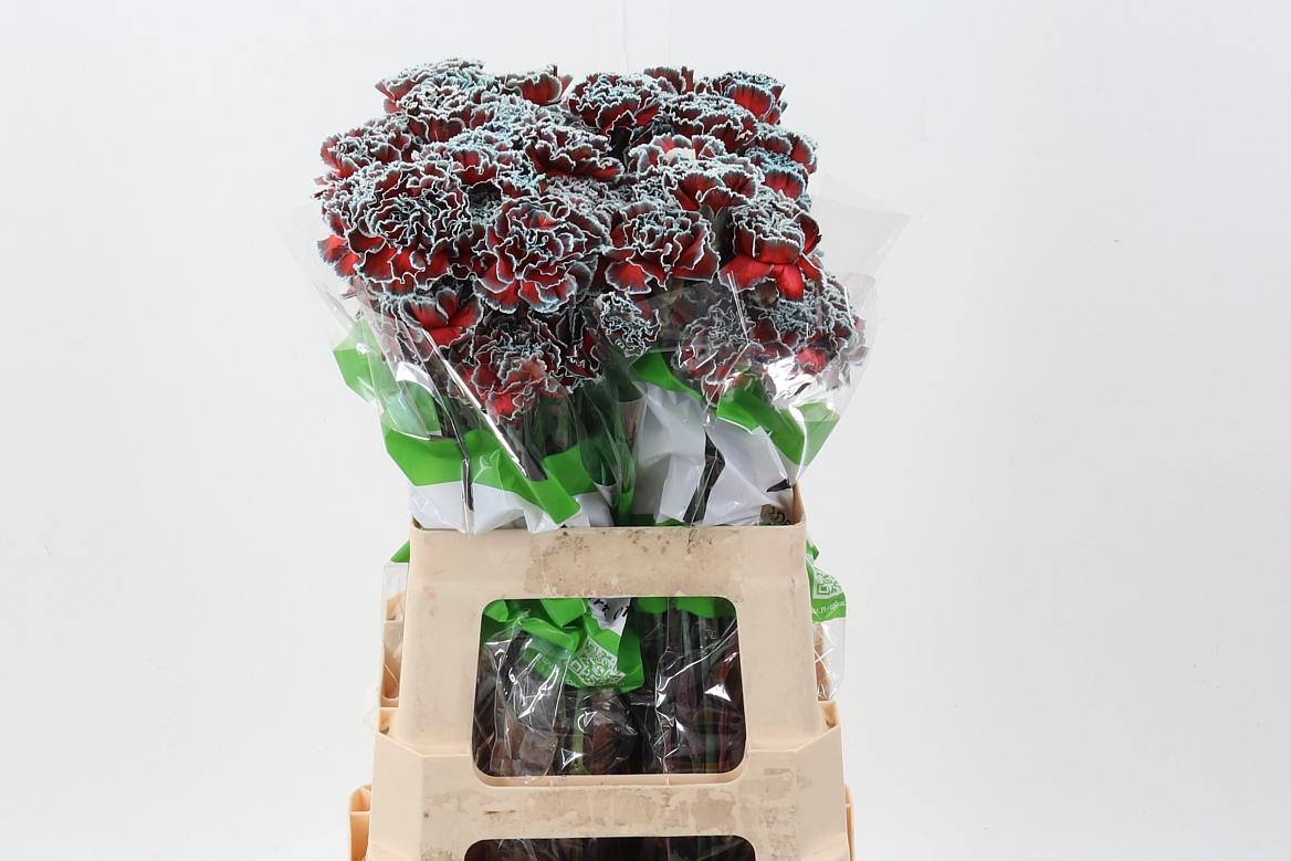 Срезанные цветы оптом Dianthus st paint menthol red от 80шт из Голландии с доставкой по России