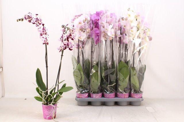 Горшечные цветы и растения оптом Phal Gem 5 Kl от 10шт из Голландии с доставкой по России