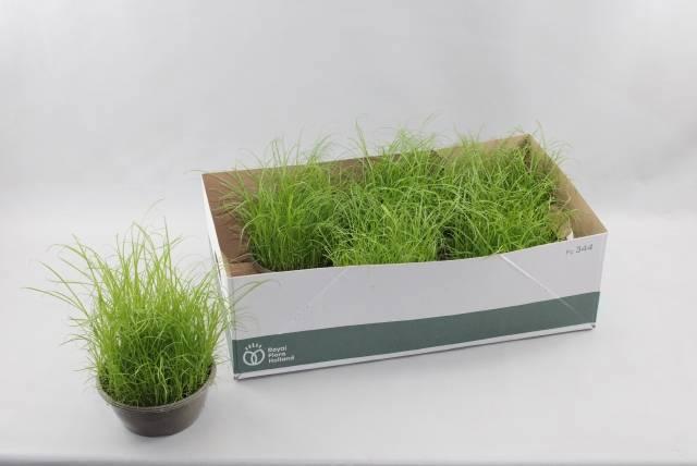 Горшечные цветы и растения оптом Cyper Alt Zumula от 6шт из Голландии с доставкой по России