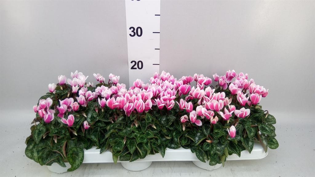 Горшечные цветы и растения оптом Cyclamen Kl snowridge Mini от 12шт (для телеги) из Голландии с доставкой по России