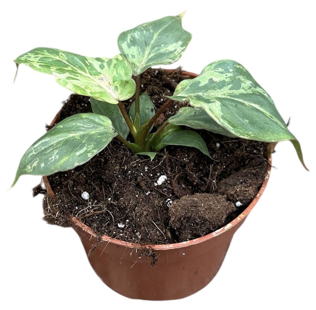 Горшечные цветы и растения оптом Philodendron Gloriosum Snow Leopard от 1шт из Голландии с доставкой по России