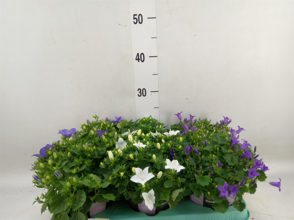 Горшечные цветы и растения оптом Campanula   ... от 6шт (для телеги) из Голландии с доставкой по России