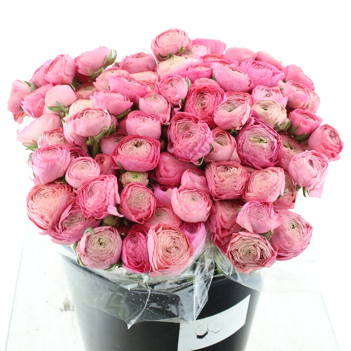 Срезанные цветы оптом Ranunculus elegance pink dark от 100шт из Голландии с доставкой по России