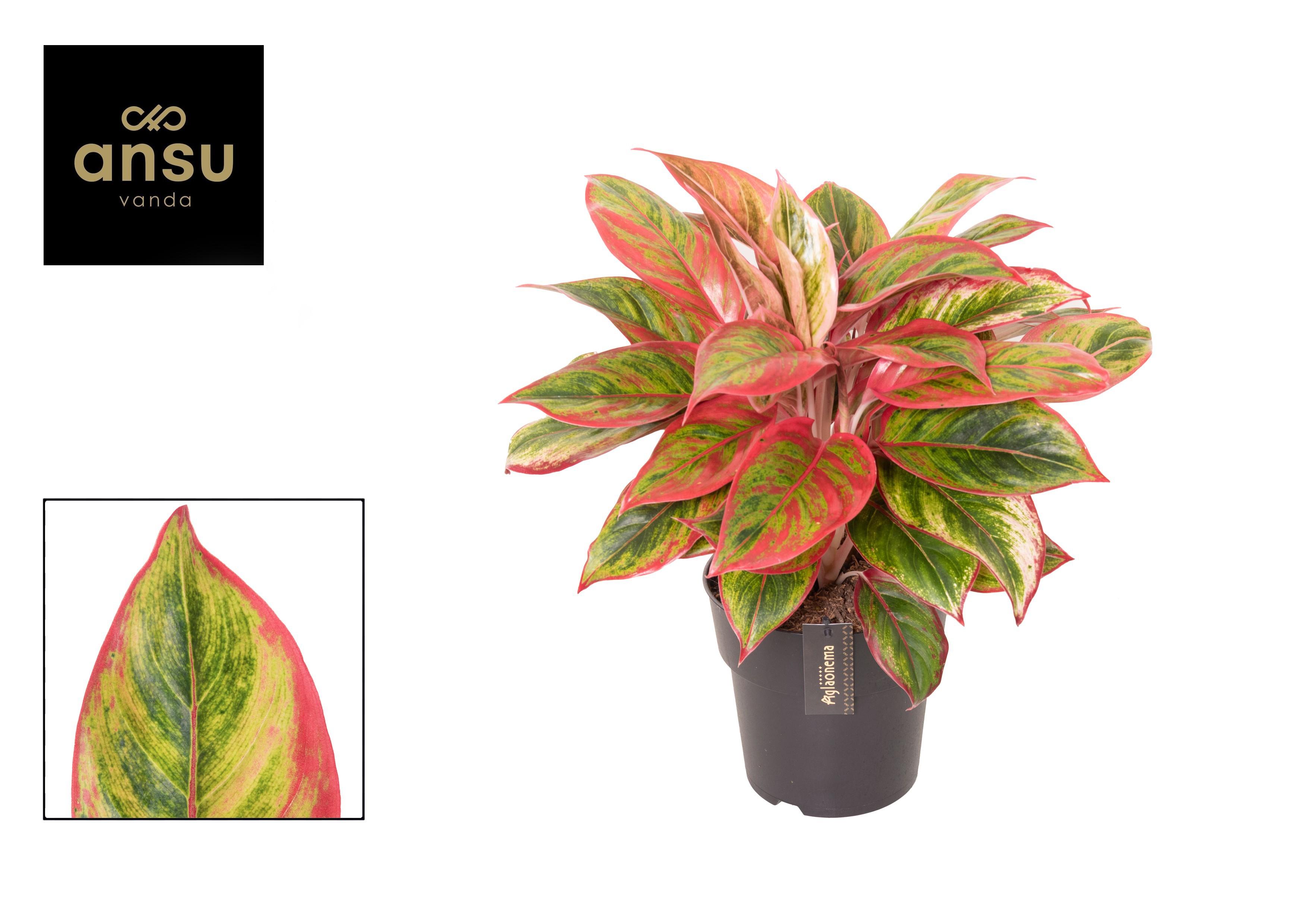 Горшечные цветы и растения оптом Aglaonema Jamaica Red от 3шт из Голландии с доставкой по России