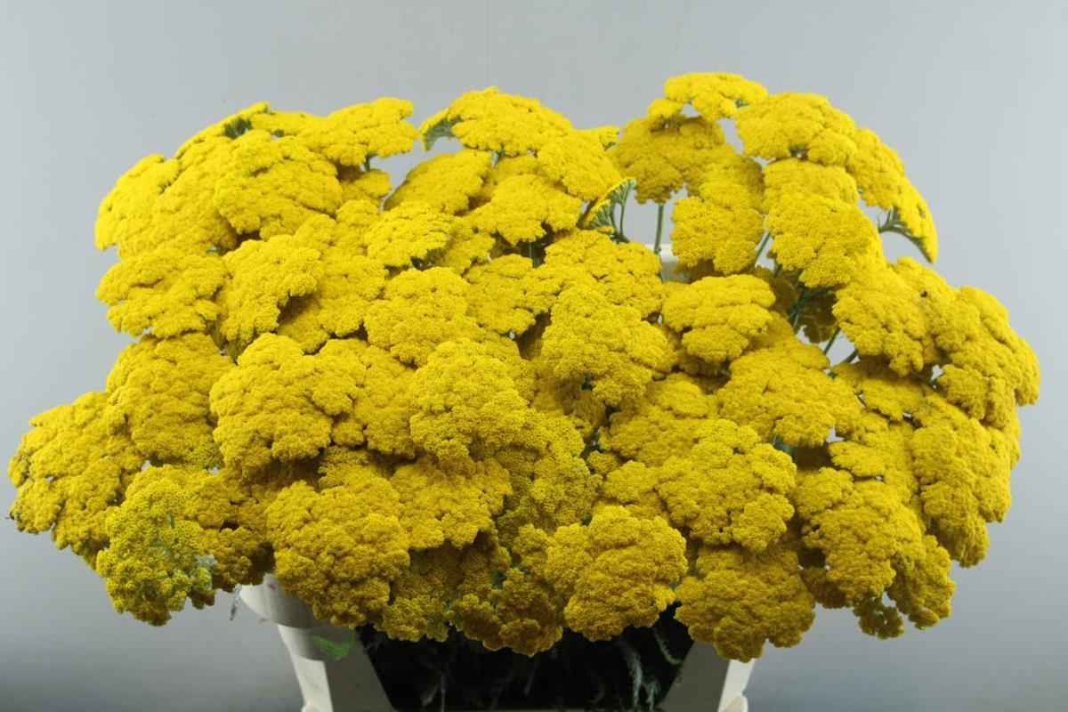 Срезанные цветы оптом Achillea parkers variety от 60шт из Голландии с доставкой по России