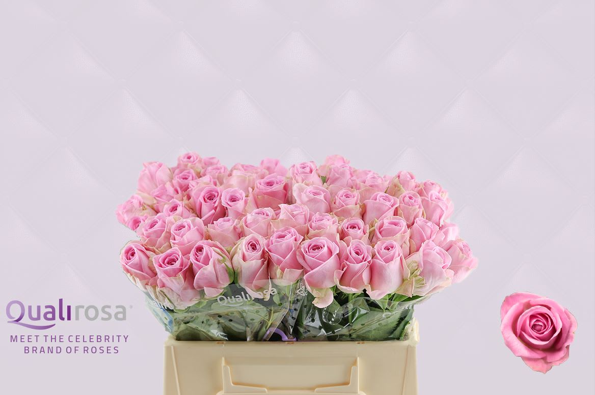 Срезанные цветы оптом Rosa large heidi от 40шт из Голландии с доставкой по России