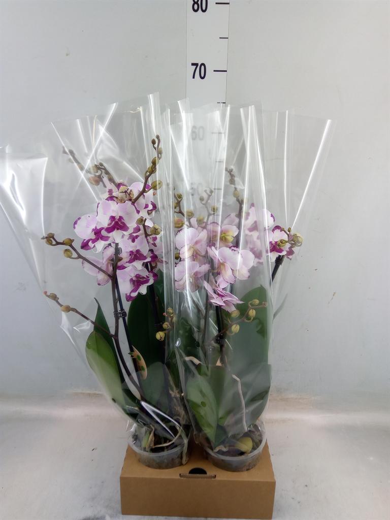 Горшечные цветы и растения оптом Phalaenopsis   ... от 4шт из Голландии с доставкой по России