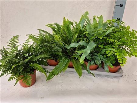 Горшечные цветы и растения оптом Varens Gem от 8шт из Голландии с доставкой по России