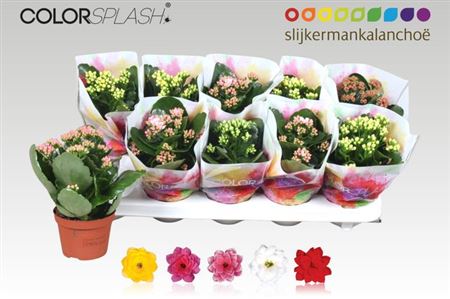 Горшечные цветы и растения оптом Kal Cal Mix Scenza от 10шт из Голландии с доставкой по России