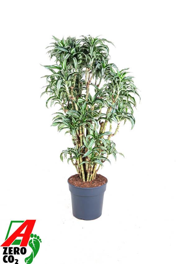 Горшечные цветы и растения оптом Dracaena Jade Jewel Zwaar Vertakt P31 от 1шт из Голландии с доставкой по России