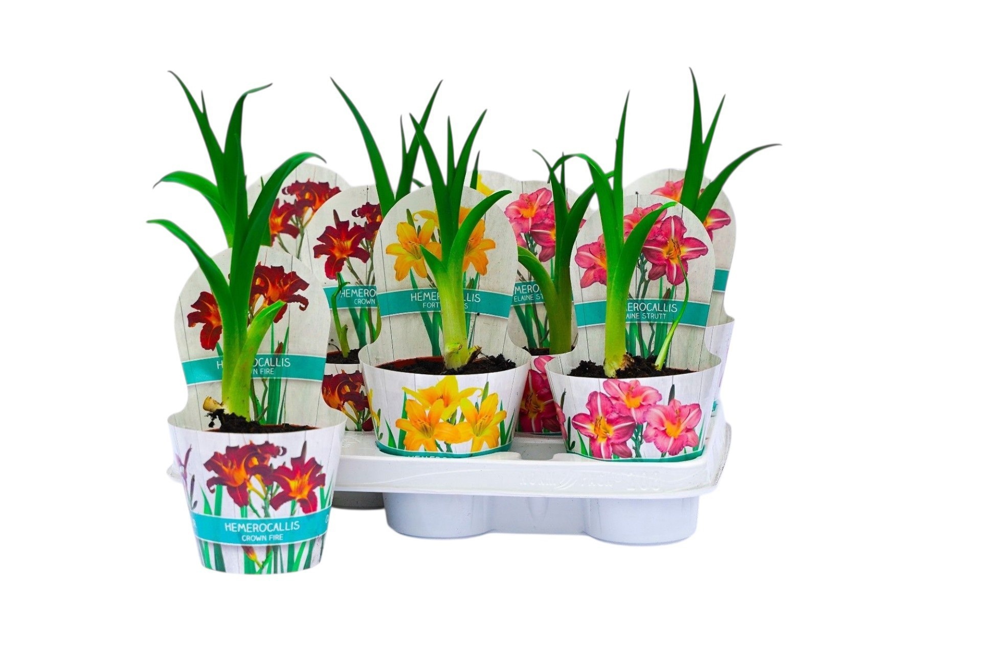 Горшечные цветы и растения оптом Heme Ov от 8шт из Голландии с доставкой по России