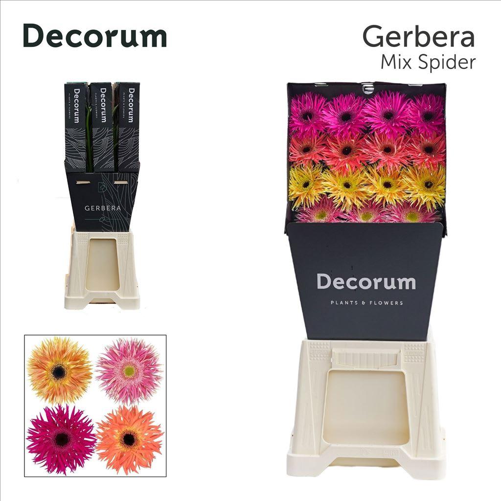 Срезанные цветы оптом Gerbera diamond gerspider mix от 45шт из Голландии с доставкой по России