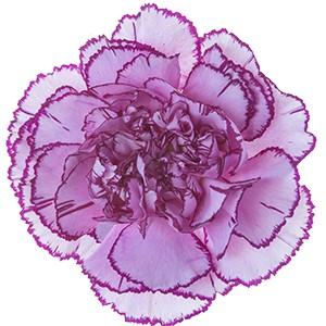 Срезанные цветы оптом Dianthus st royal damascus от 240шт из Голландии с доставкой по России