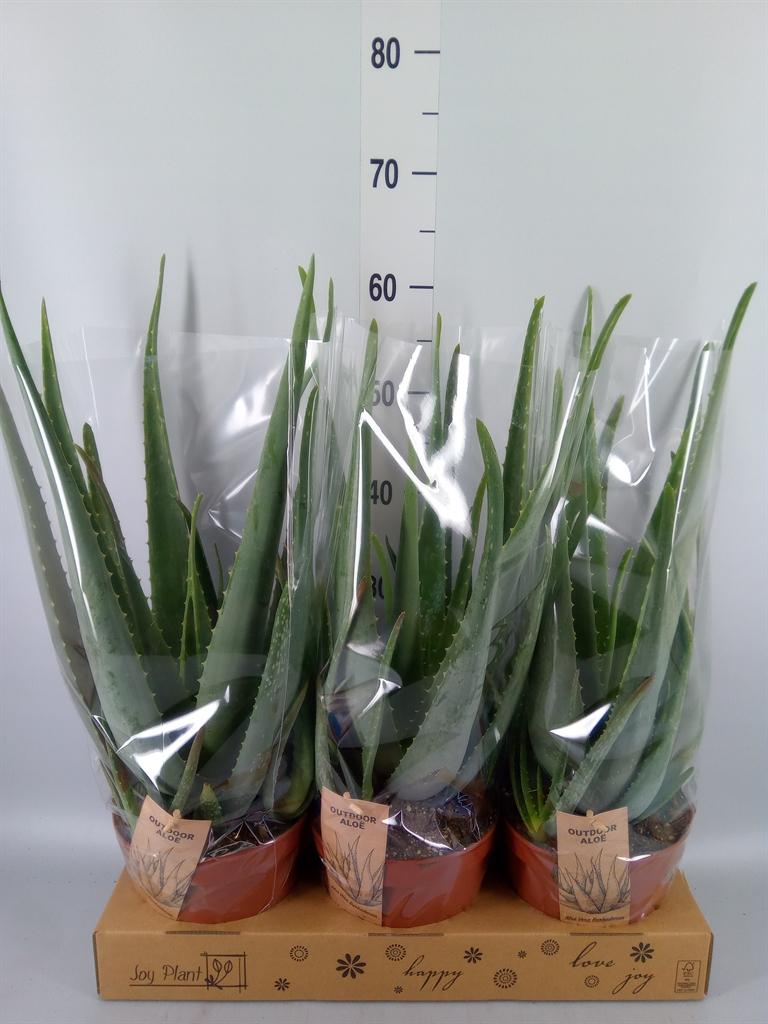 Горшечные цветы и растения оптом Aloe Vera от 3шт из Голландии с доставкой по России