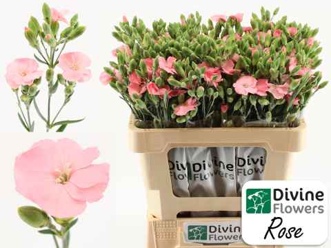Срезанные цветы оптом Dianthus sp solomio rose от 60шт из Голландии с доставкой по России