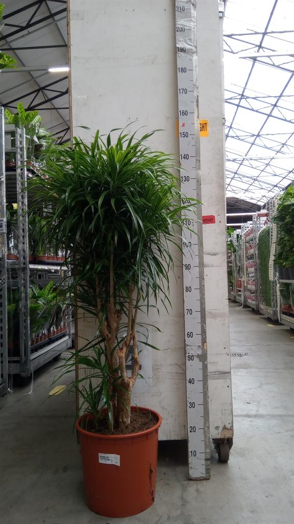Горшечные цветы и растения оптом Dracaena Refl. anita от 1шт из Голландии с доставкой по России