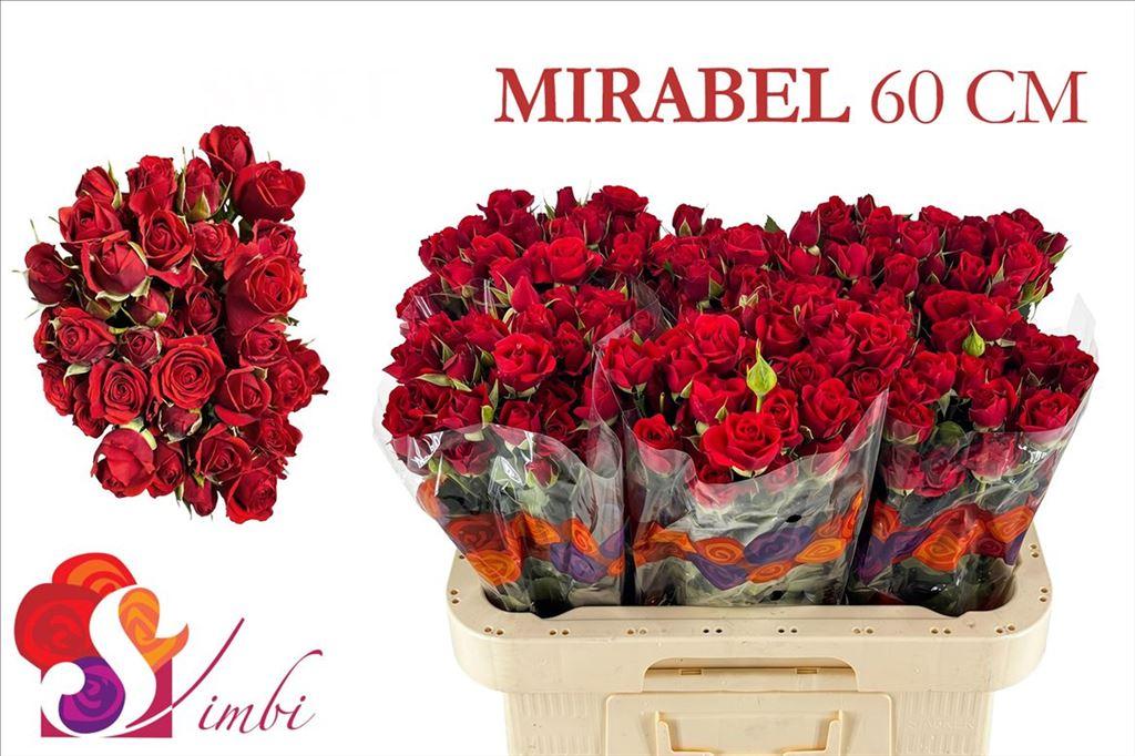 Срезанные цветы оптом Rosa spray mirabel от 300шт из Голландии с доставкой по России