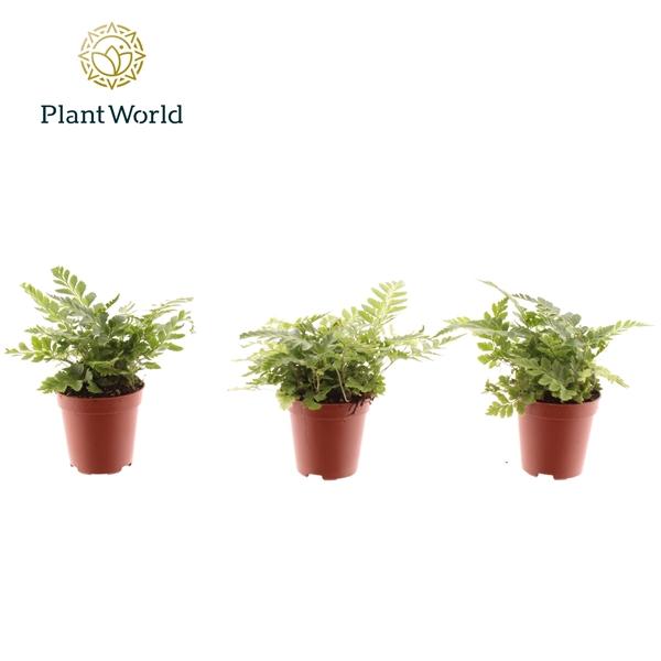 Горшечные цветы и растения оптом Rumohra Adiantiformis Variegata  (decorum) от 20шт (для телеги) из Голландии с доставкой по России