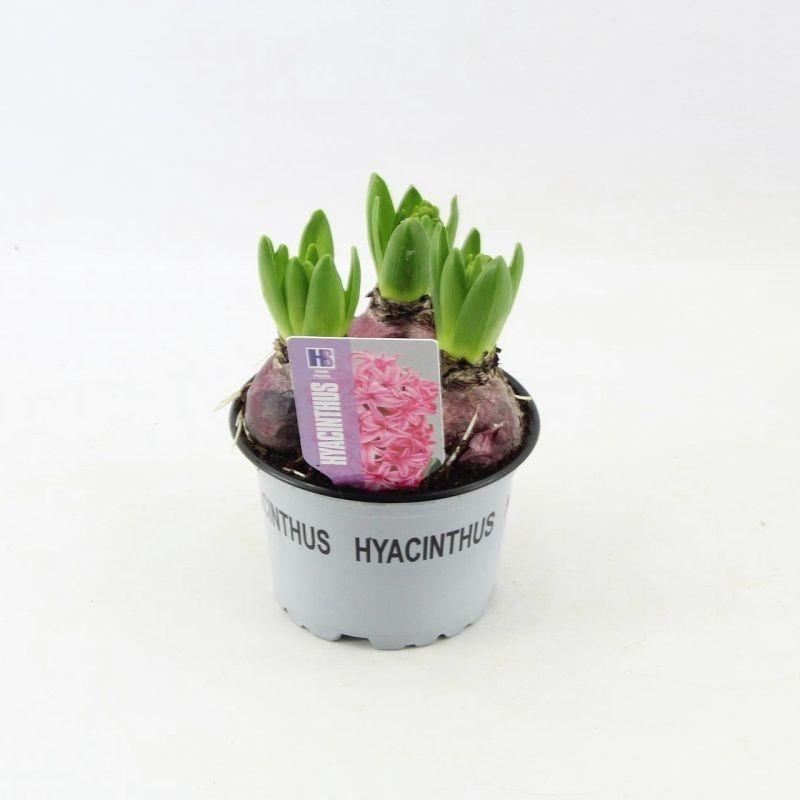 Горшечные цветы и растения оптом Hyacinthus Pink Pearl от 10шт из Голландии с доставкой по России