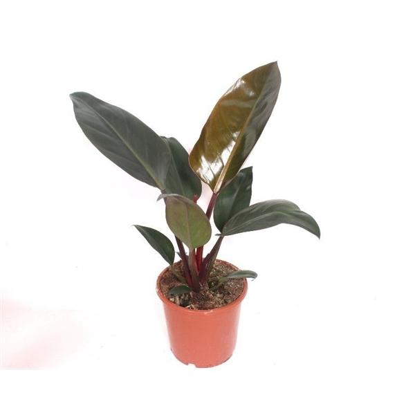Горшечные цветы и растения оптом Philodendron Congo Red от 6шт из Голландии с доставкой по России