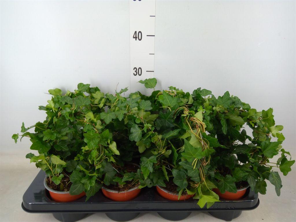 Горшечные цветы и растения оптом Hedera Helix   ..special Shapes L% от 8шт из Голландии с доставкой по России