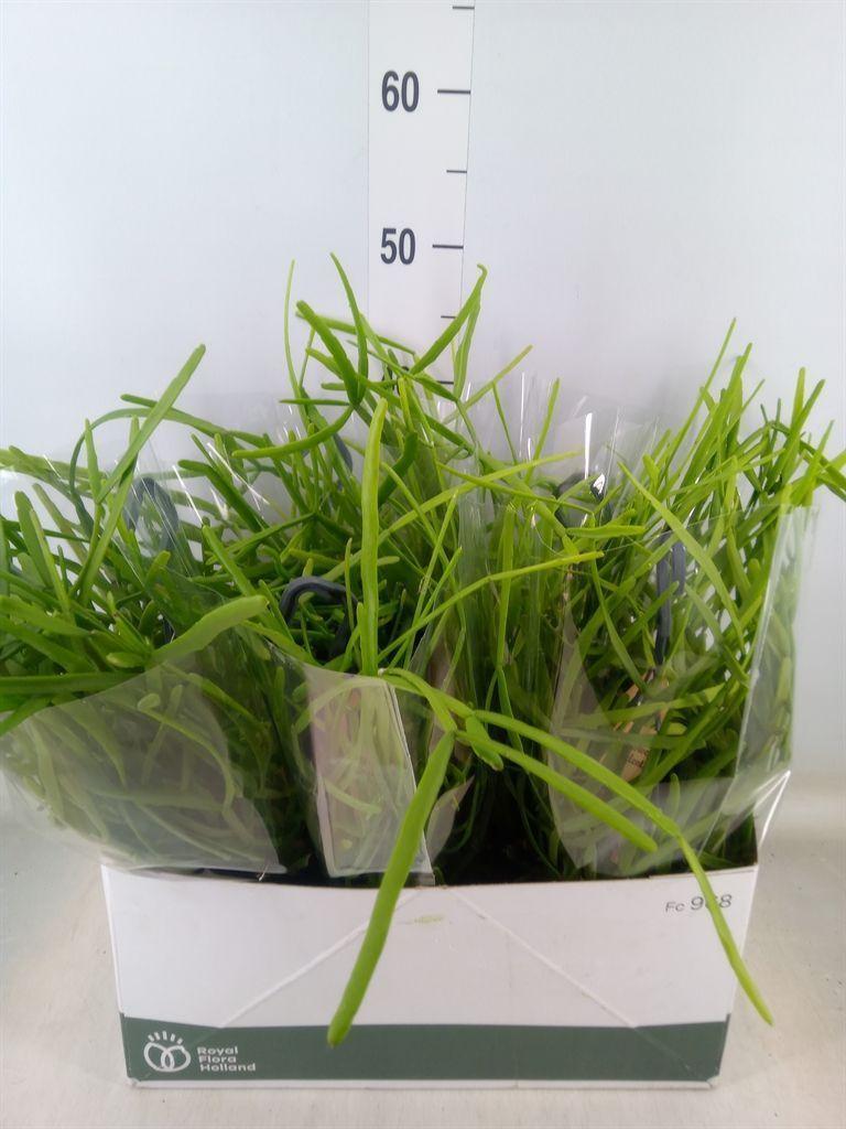 Горшечные цветы и растения оптом Rhipsalis   ... от 5шт из Голландии с доставкой по России