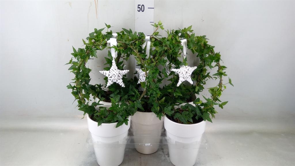 Горшечные цветы и растения оптом Hedera   ...green Leafed от 5шт из Голландии с доставкой по России