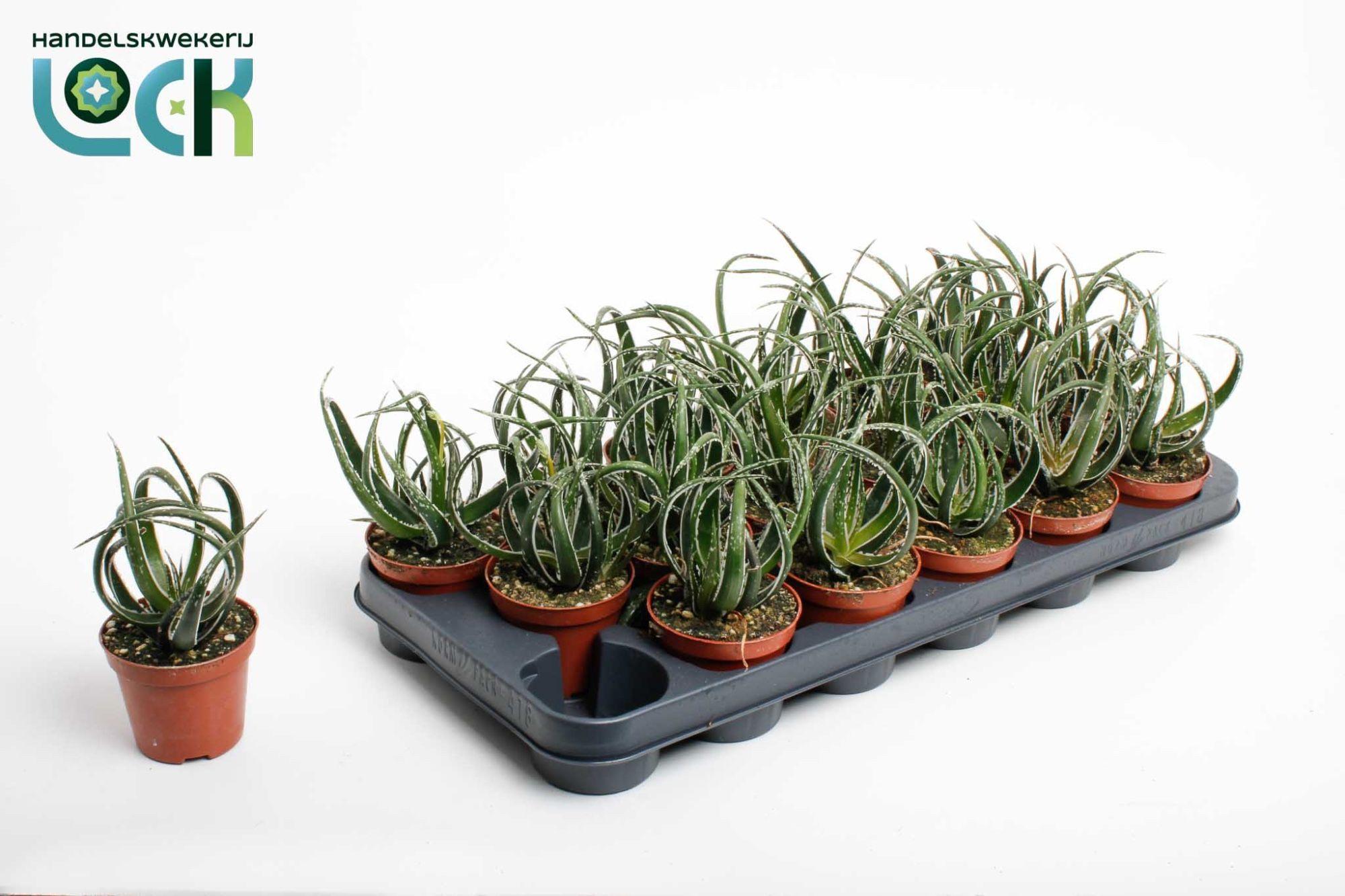 Горшечные цветы и растения оптом Aloe Maidu от 18шт (для телеги) из Голландии с доставкой по России