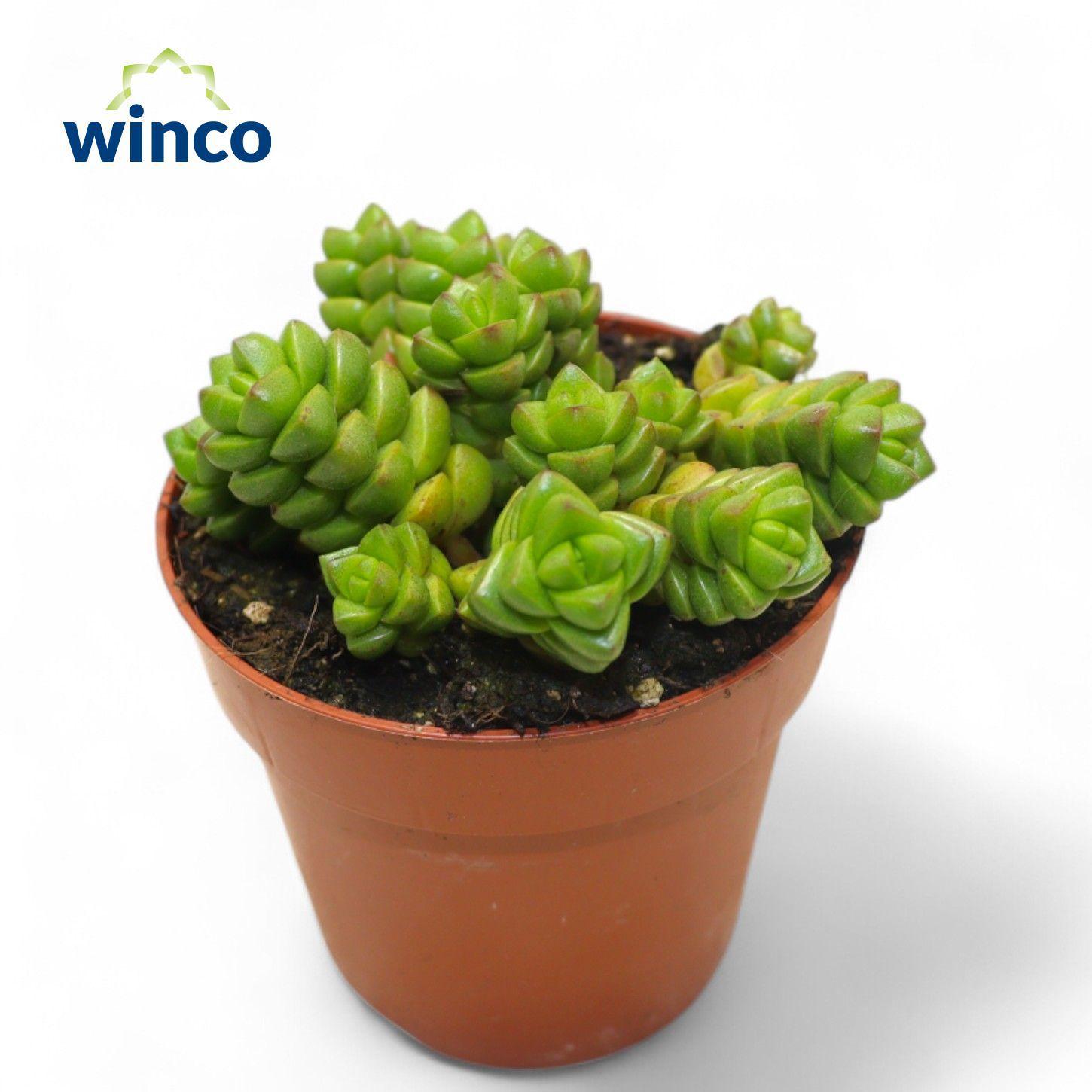 Горшечные цветы и растения оптом Crassula Columella от 18шт (для телеги) из Голландии с доставкой по России