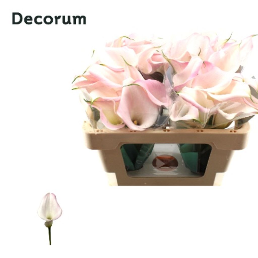 Срезанные цветы оптом Zantedeschia sweet art от 40шт.. из Голландии с доставкой по России