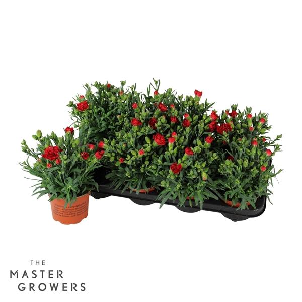 Горшечные цветы и растения оптом Dianthus Caryophyllus Amor от 8шт из Голландии с доставкой по России Горшечные цветы и растения оптом Dianthus Caryophyllus Amor от 8шт из Голландии с доставкой по России