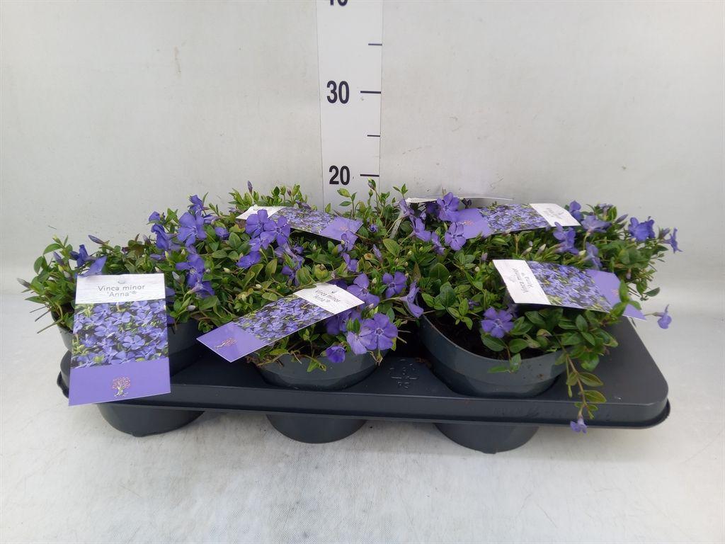 Горшечные цветы и растения оптом Vinca Minor от 6шт из Голландии с доставкой по России