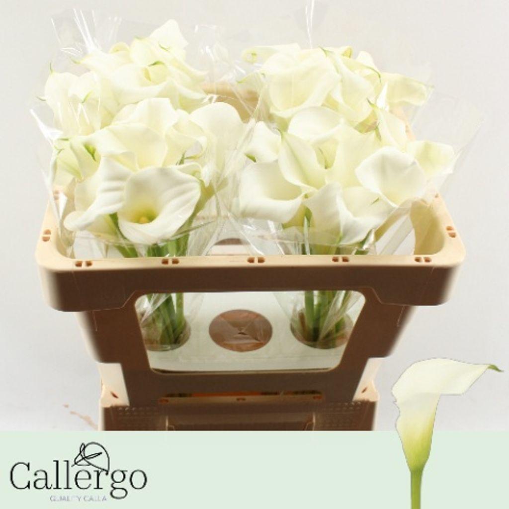 Срезанные цветы оптом Zantedeschia white present от 40шт из Голландии с доставкой по России