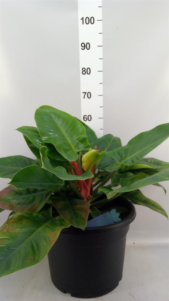 Горшечные цветы и растения оптом Philodendron imperial Green от 1шт из Голландии с доставкой по России