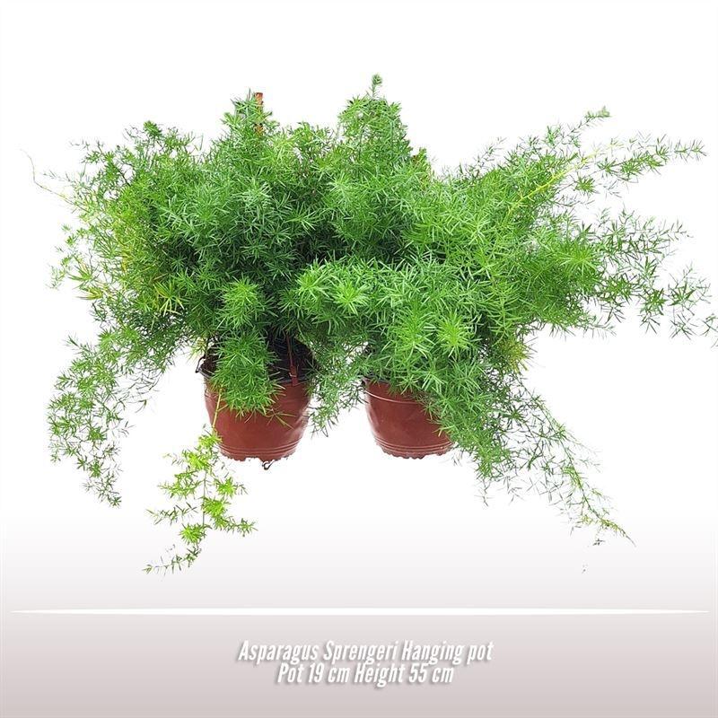 Горшечные цветы и растения оптом Aspar D Sprengeri от 4шт из Голландии с доставкой по России