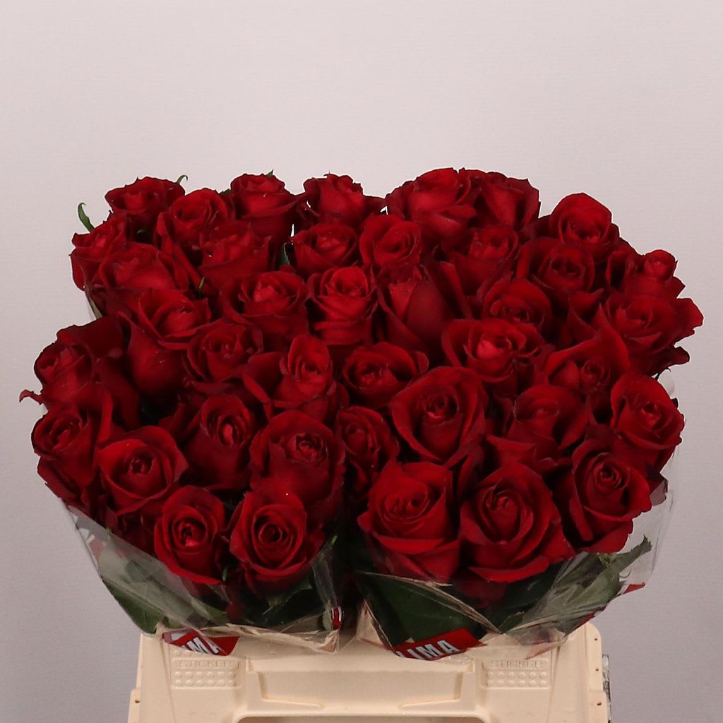 Срезанные цветы оптом Rosa large ever red от 40шт. из Голландии с доставкой по России