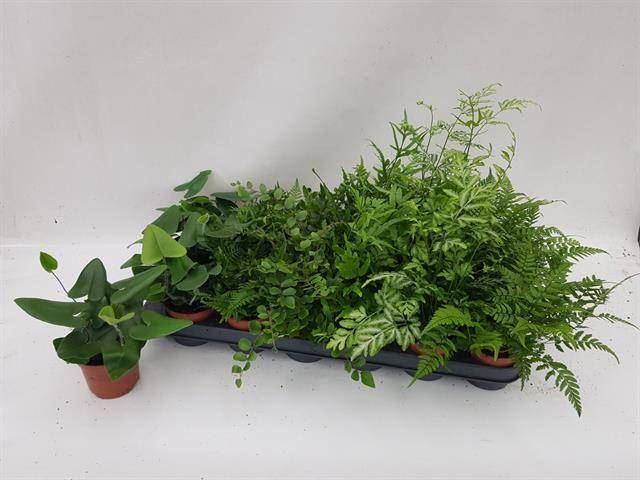 Горшечные цветы и растения оптом Ferns   ...mix от 18шт (для телеги) из Голландии с доставкой по России